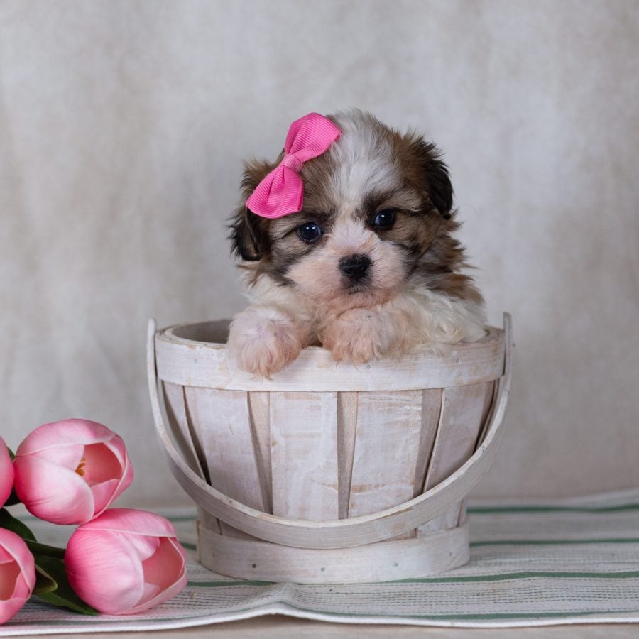 teddy bear puppy for sale near pa