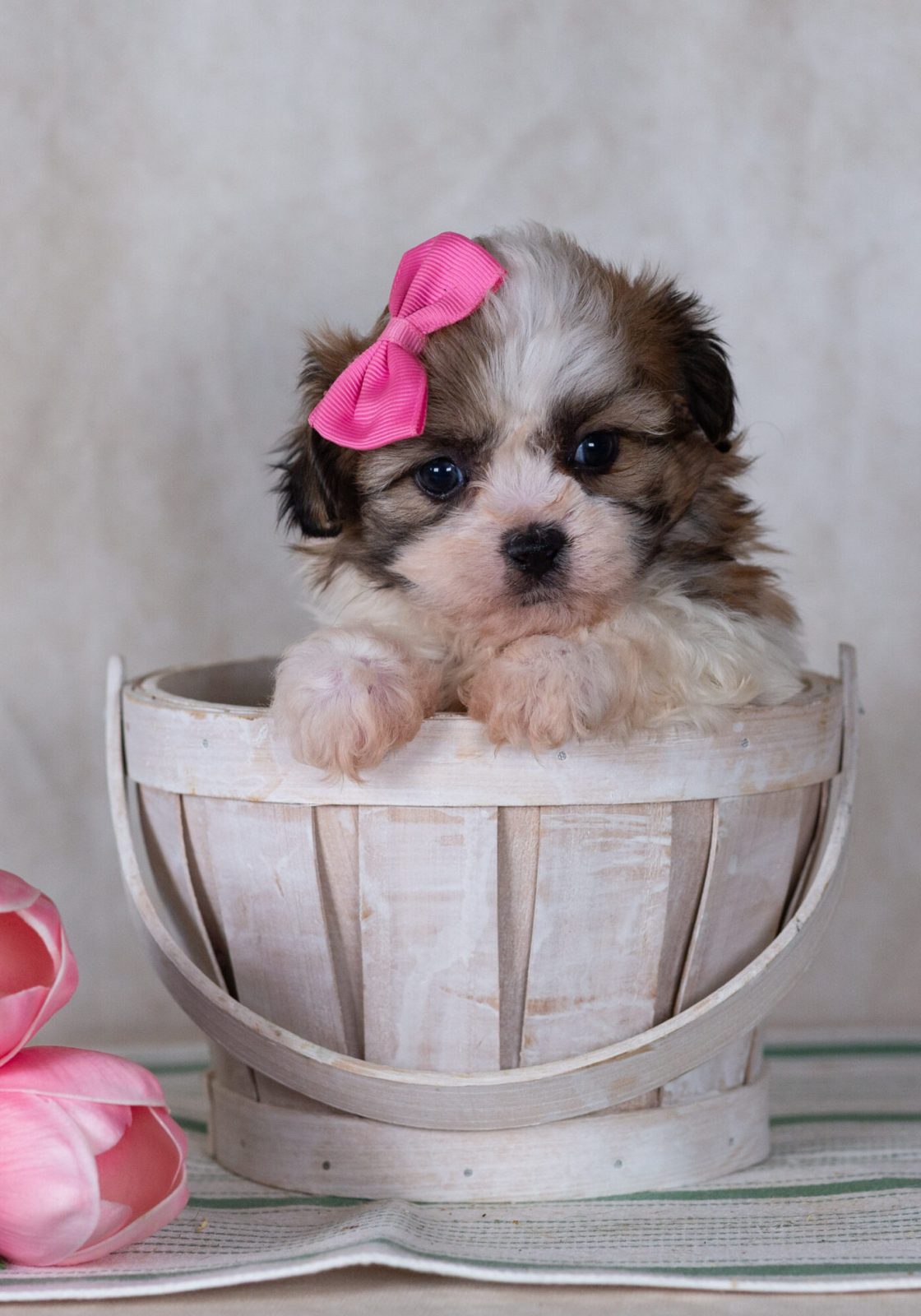 teddy bear puppy for sale near pa