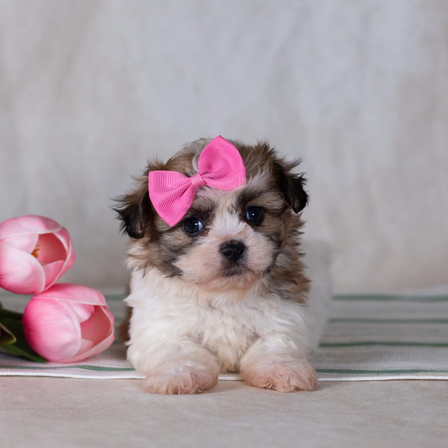teddy bear puppy for sale pa