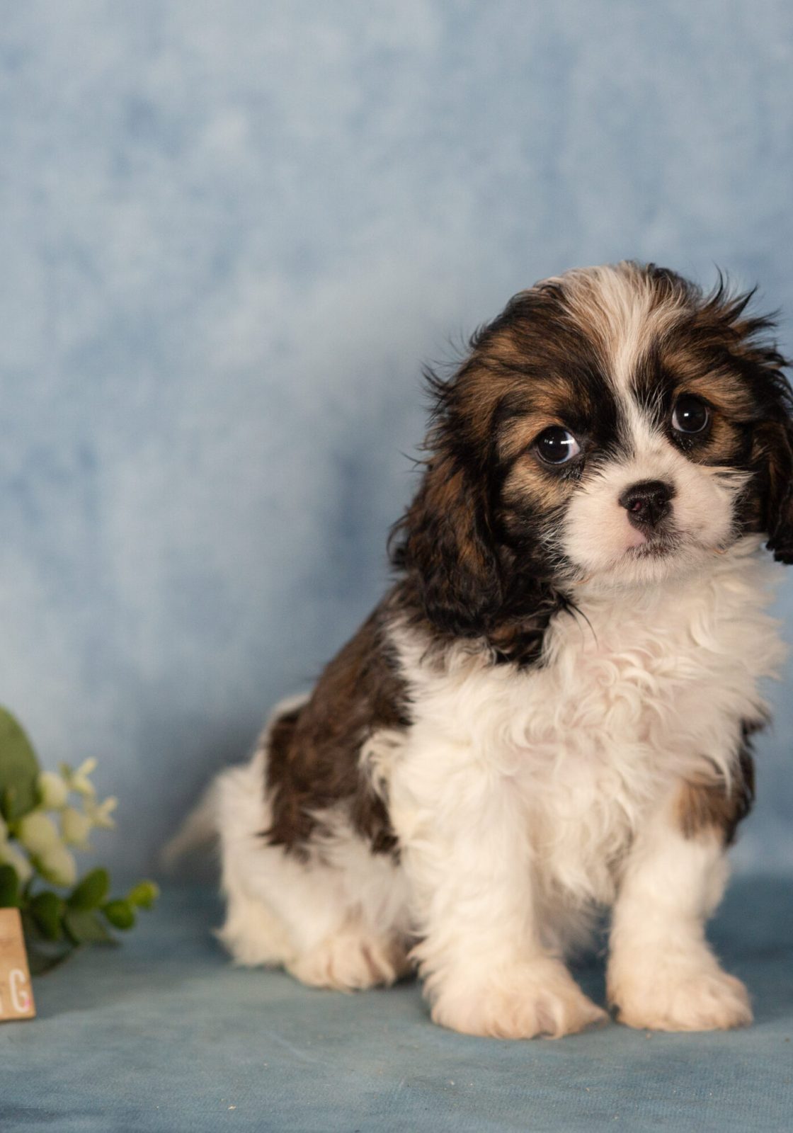 teddy bear puppy for sale pa