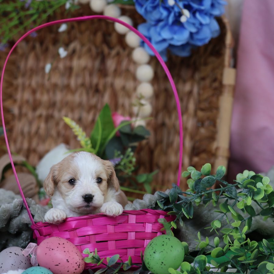 teddy bear puppy for sale