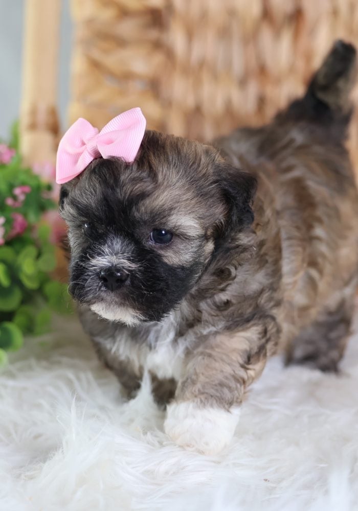 teddy bear puppy for sale