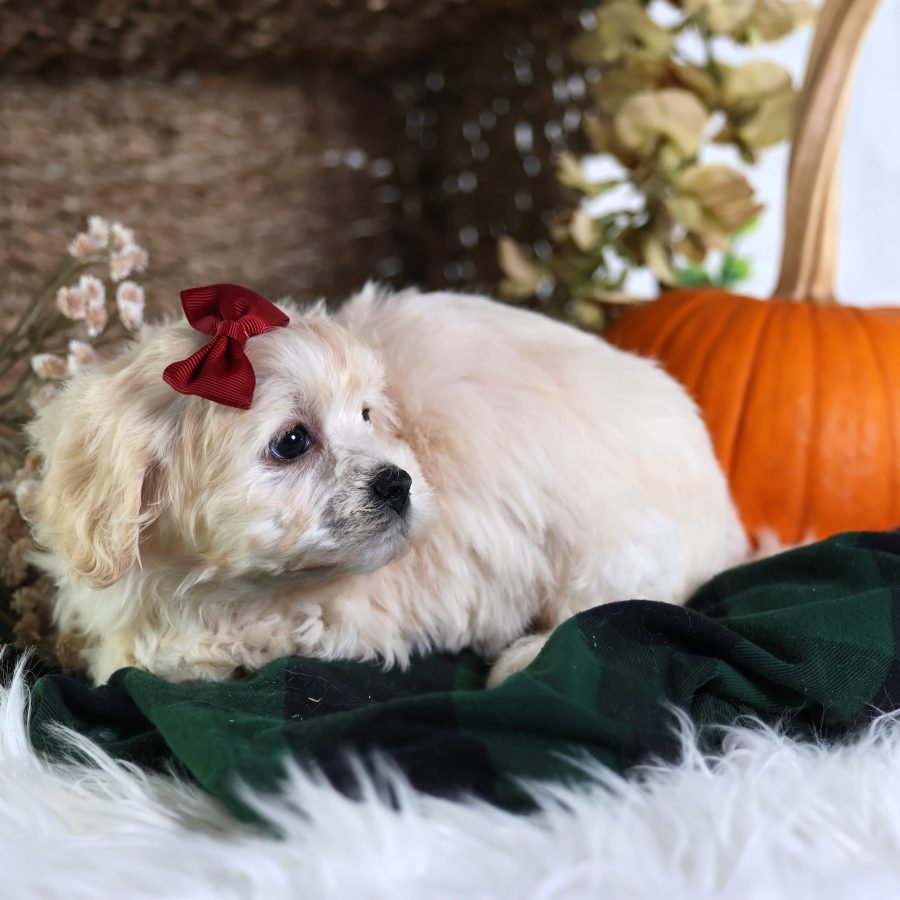 teddy bear puppy for sale
