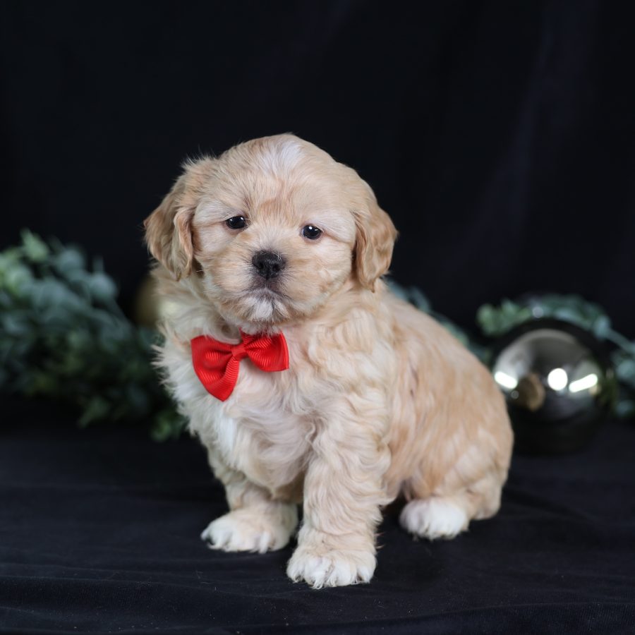 teddy bear puppy for sale