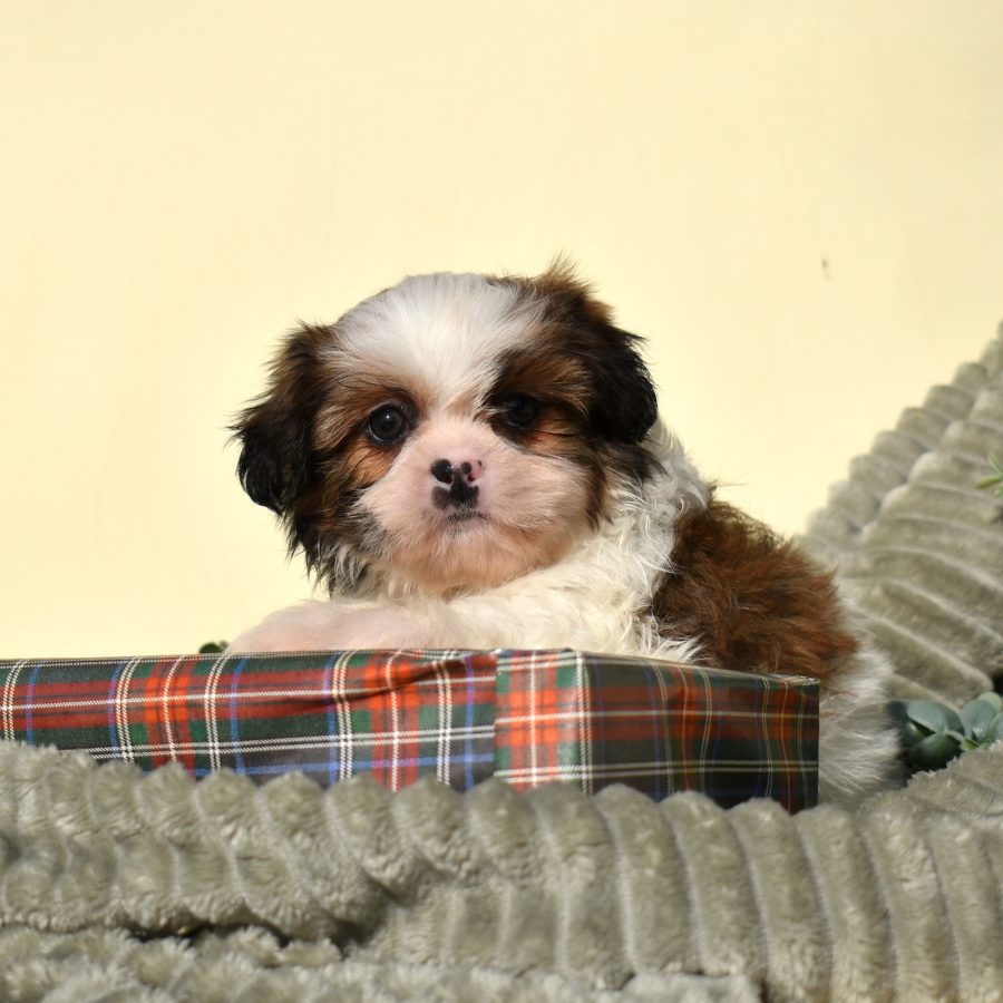 teddy bear puppy for sale