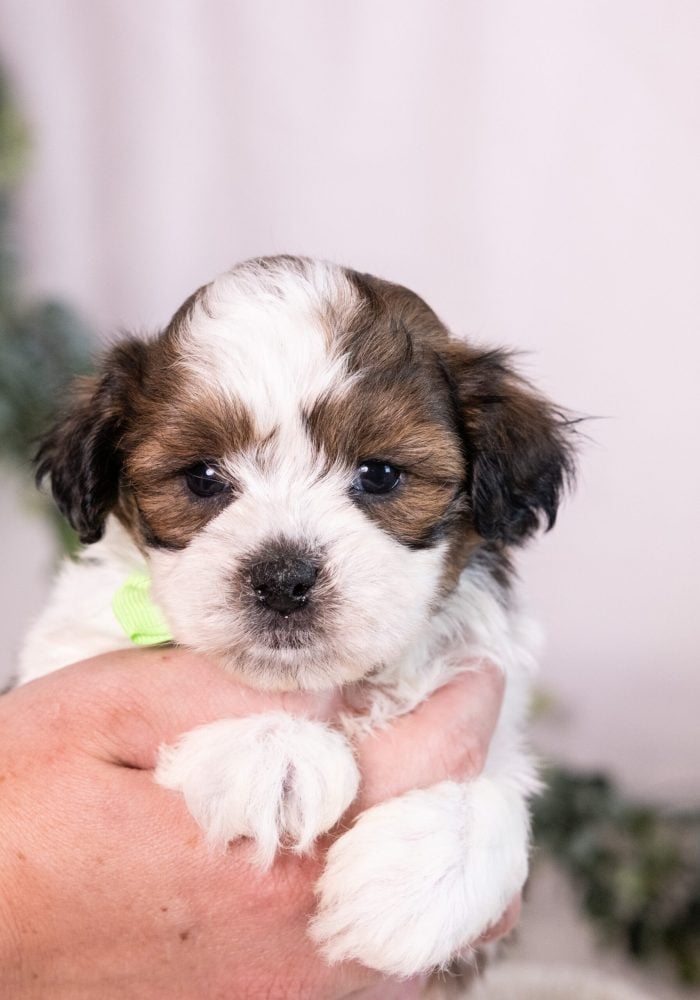 teddy bear puppy for sale – Thunder