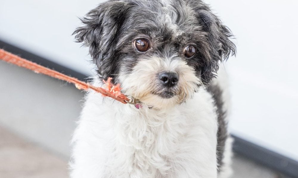 teddy bear puppy for sale – Wanda, photo 2
