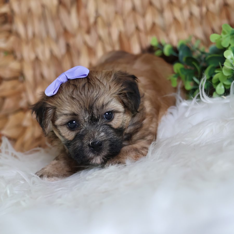 teddy bear puppy for sale(1)