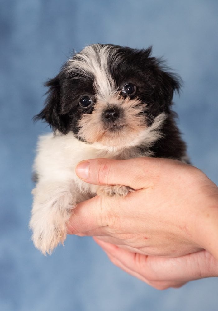 teddy bear puppy from paw tale puppies