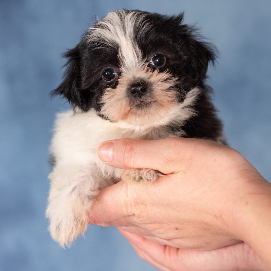 teddy bear puppy from paw tale puppies