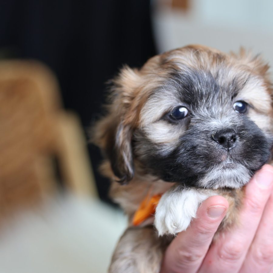 teddy bear puppy male