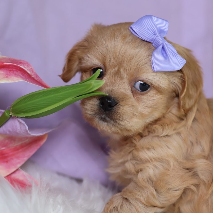 teddy bear puppy near me