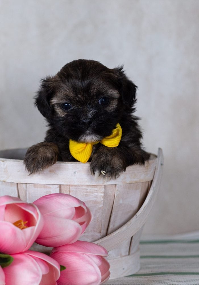 teddy bear puppy near me