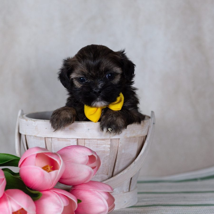 teddy bear puppy near me