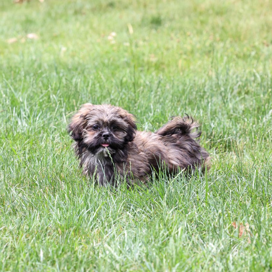 teddy bear puppy near me