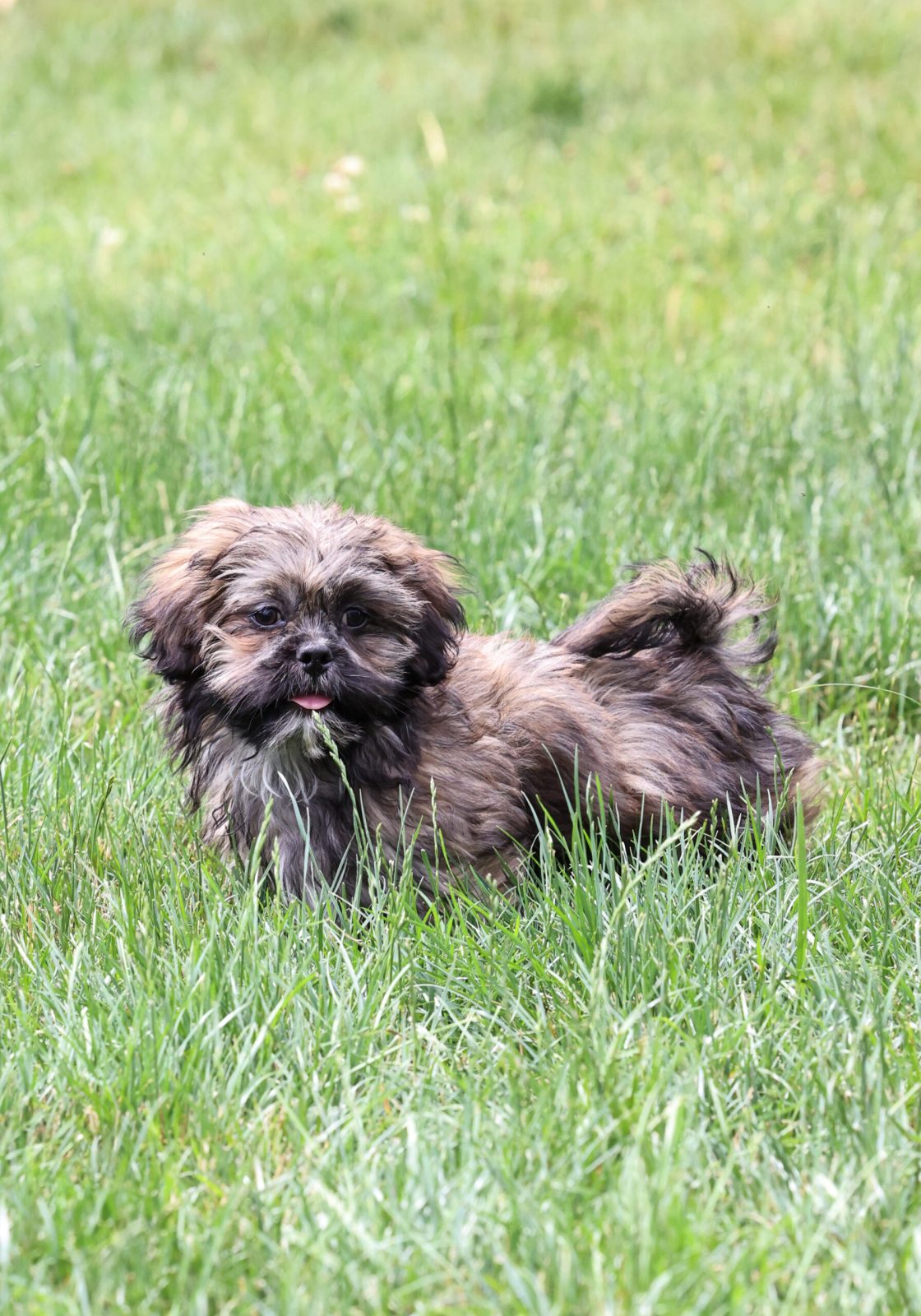 teddy bear puppy near me