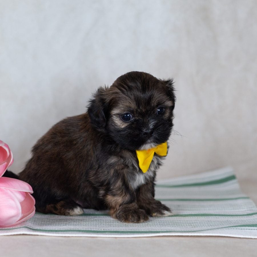 teddy bear puppy near me for sale