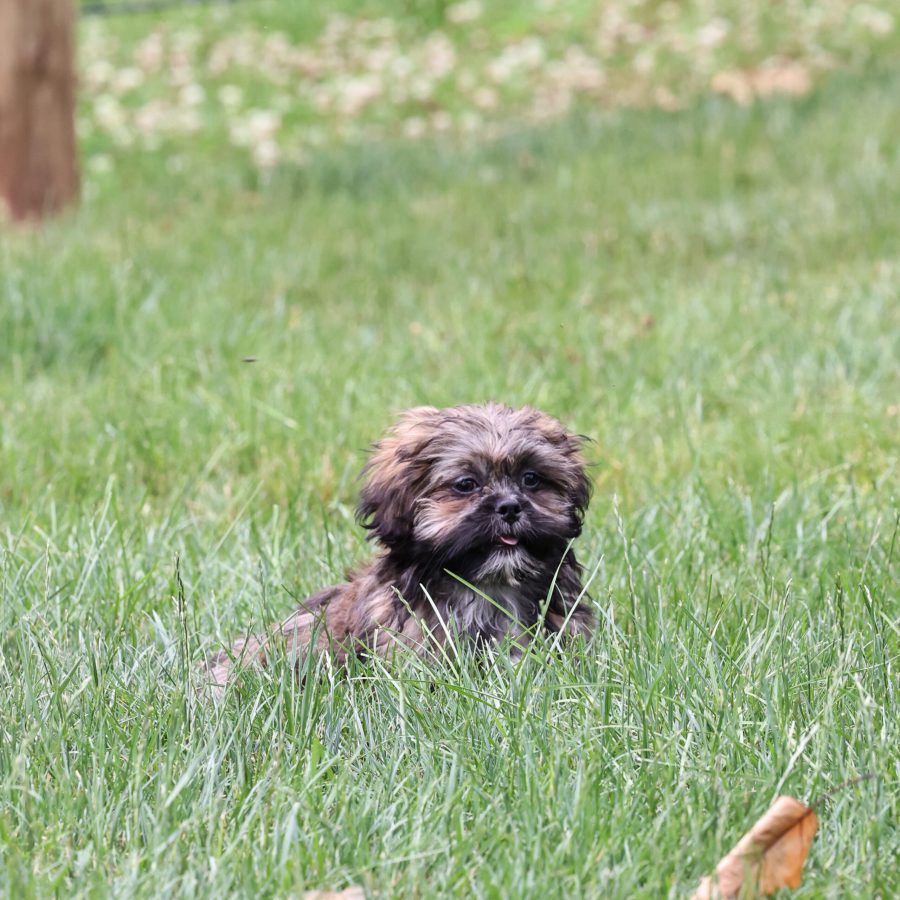 teddy bear puppy near me for sale