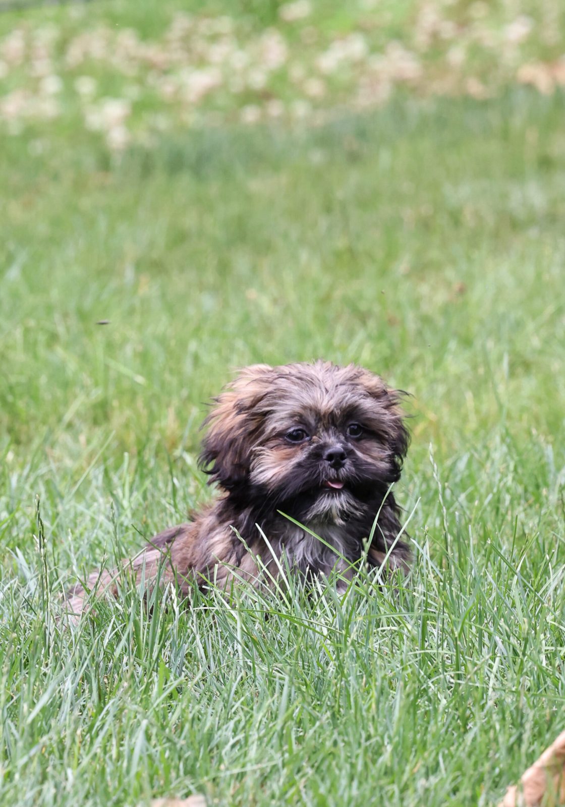 teddy bear puppy near me for sale