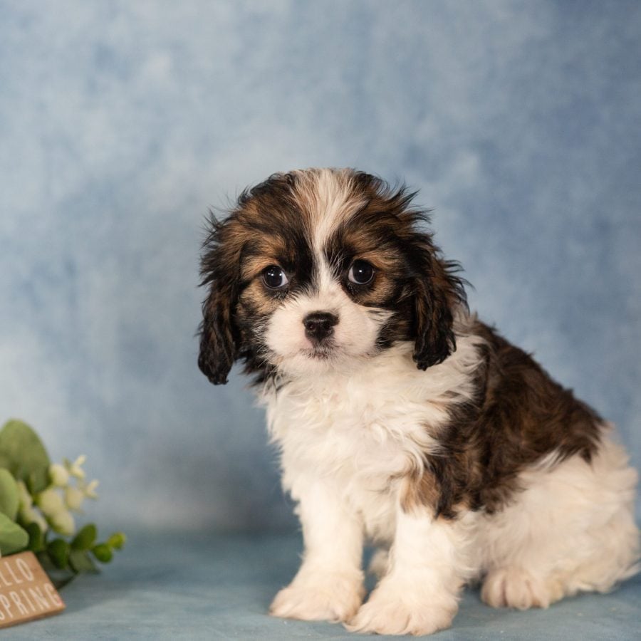 teddy bear puppy near me for sale