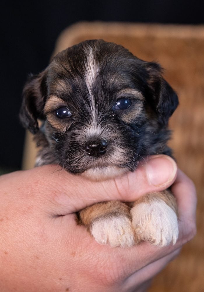 teddy bear puppy near me pa