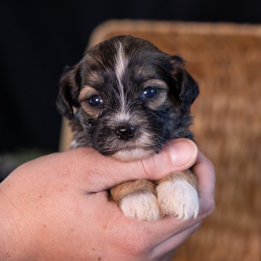 teddy bear puppy near me pa