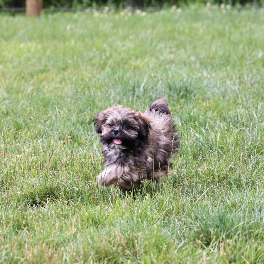 teddy bear puppy near me pa