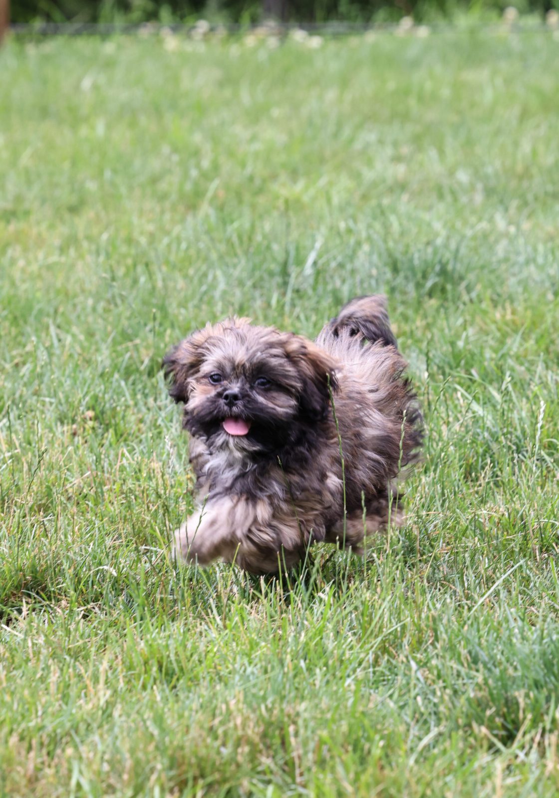teddy bear puppy near me pa