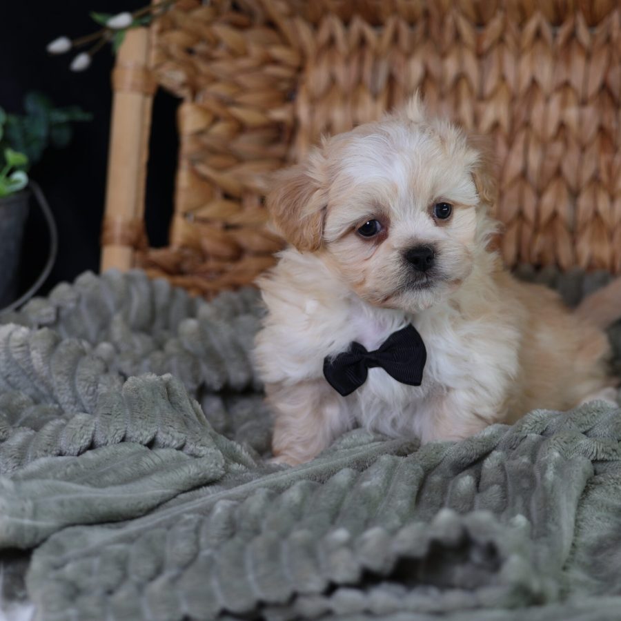 teddy bear puppy near me