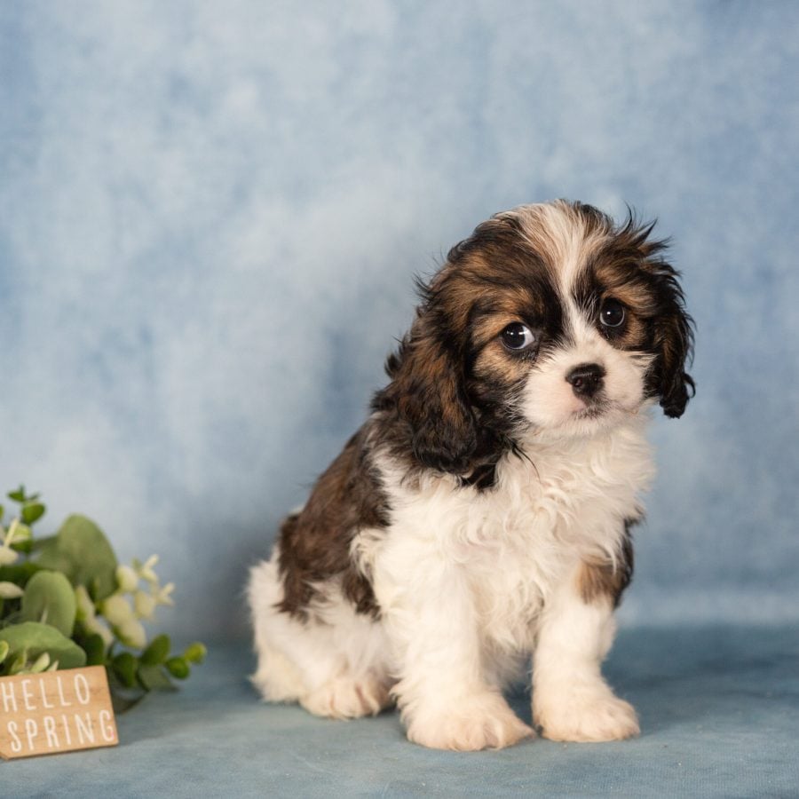 teddy bear puppy near me