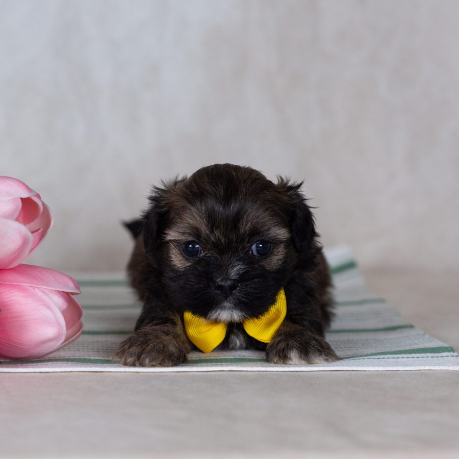 teddy bear puppy near me shichon