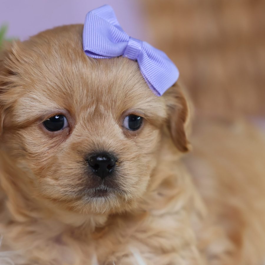 teddy bear puppy pa