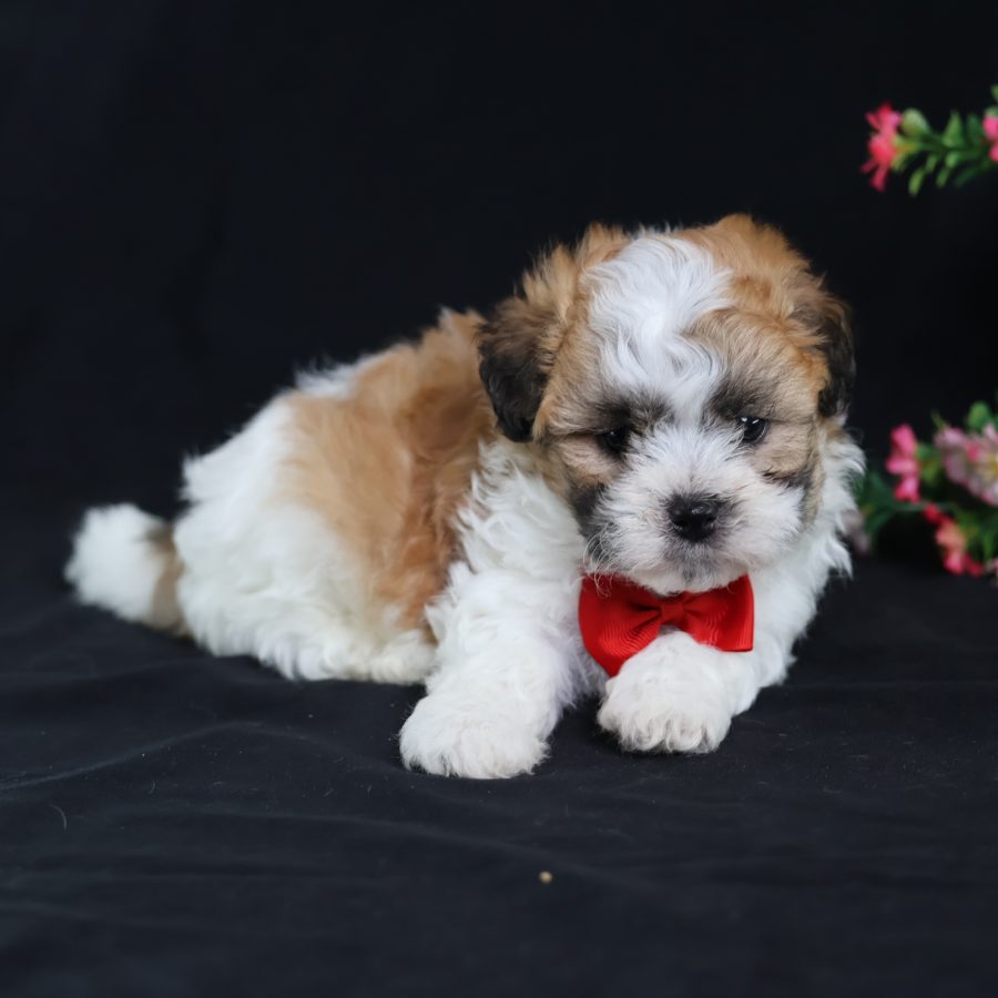 teddy bear puppy