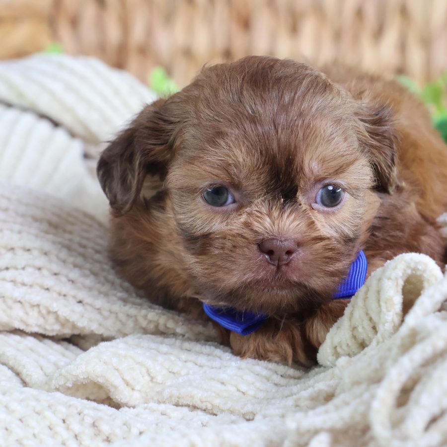teddy bear puppy