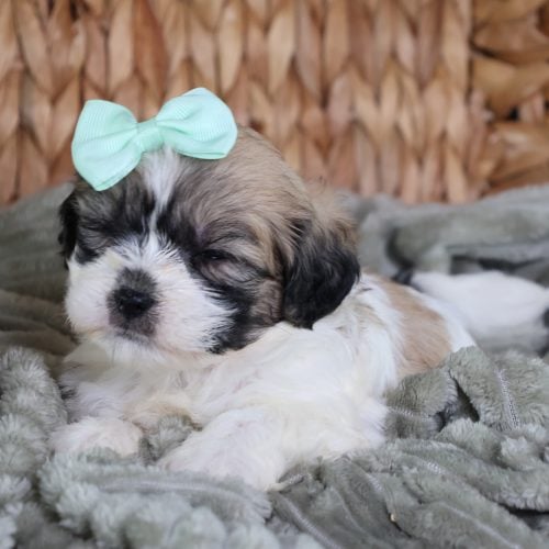 teddy bear puppy in pa