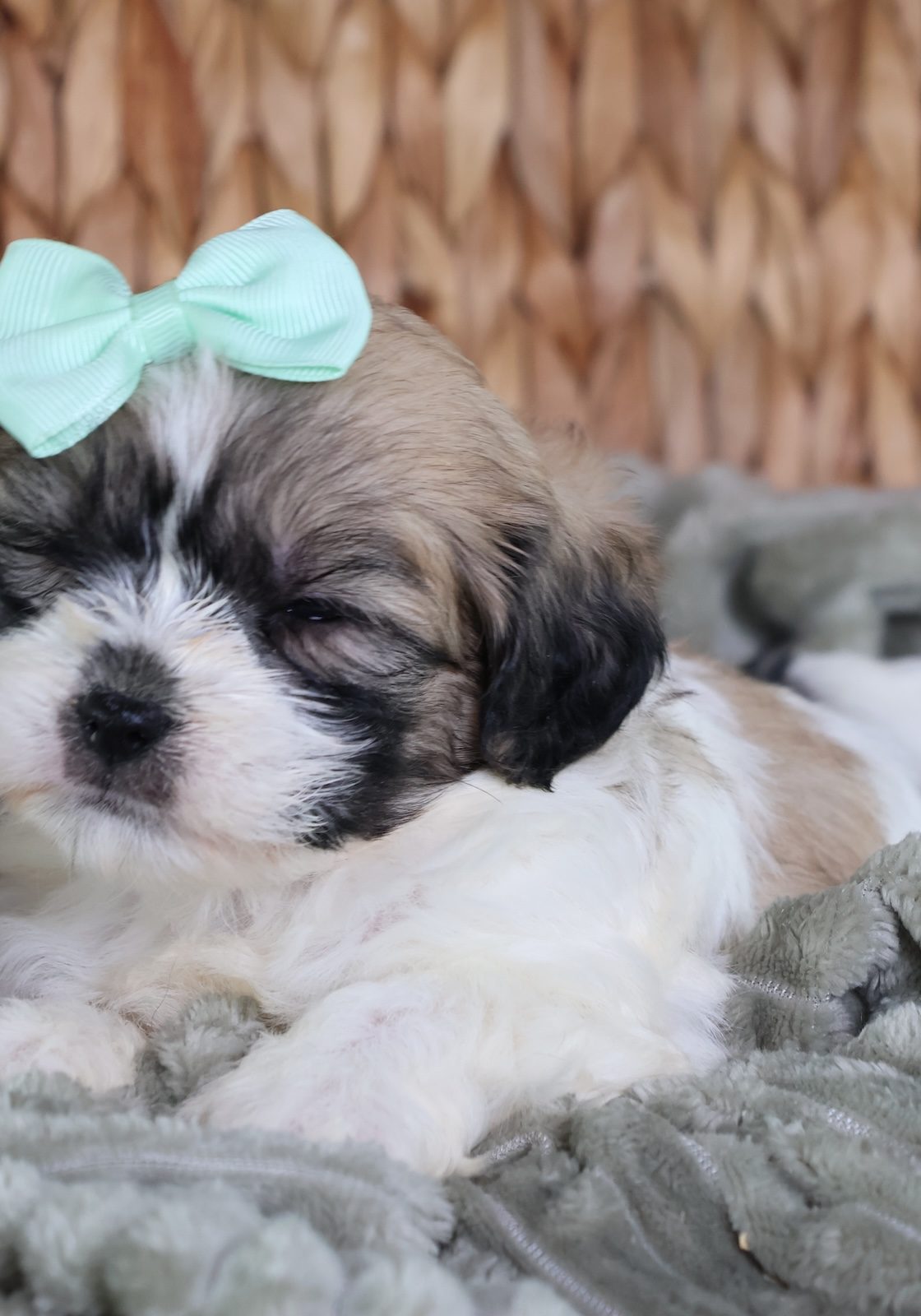 teddy bear puppy in pa