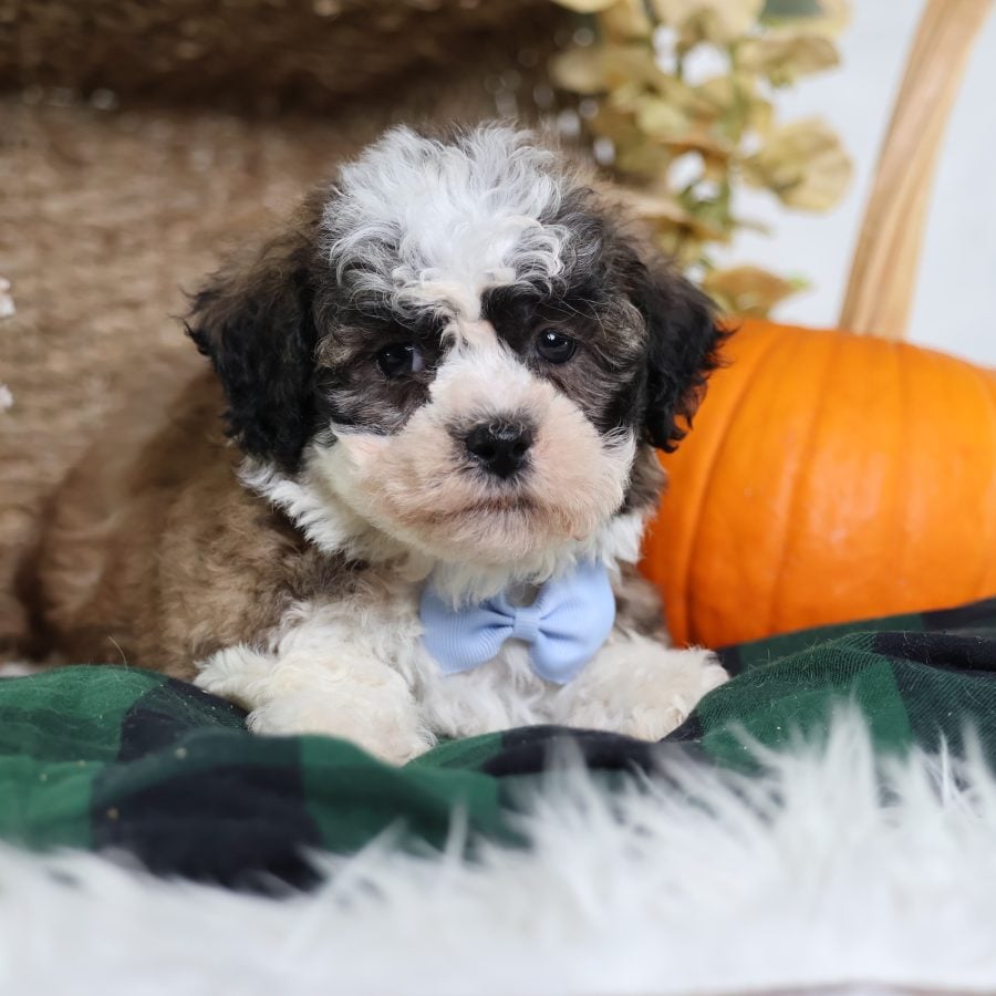 teddy bear puppy