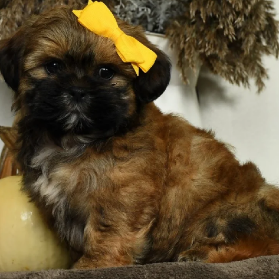 teddy bear puppy