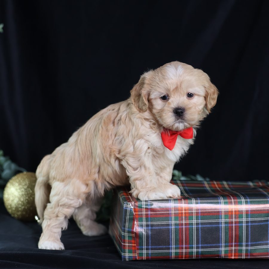 teddy bear puppy