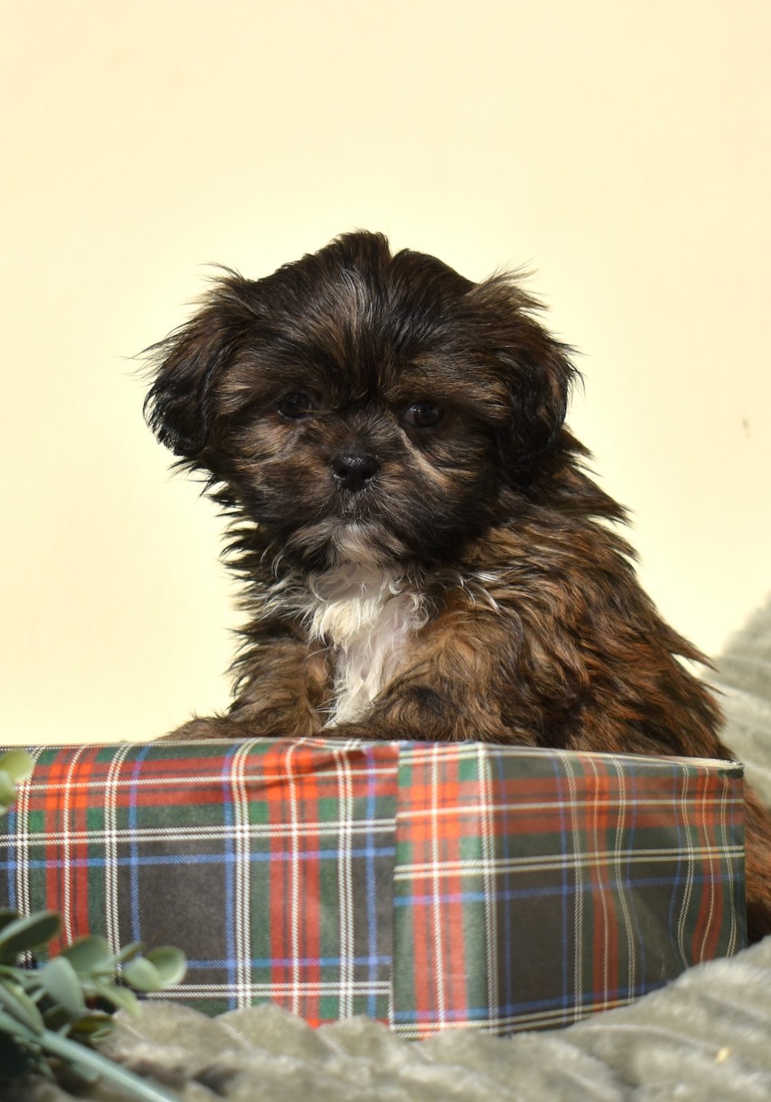 teddy bear puppy