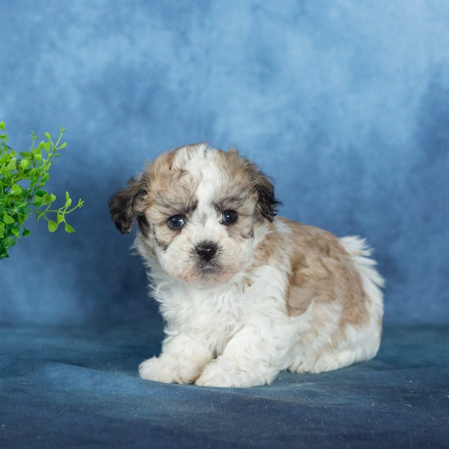 teddy bear puppy