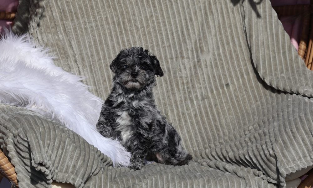 teddy bear puppy