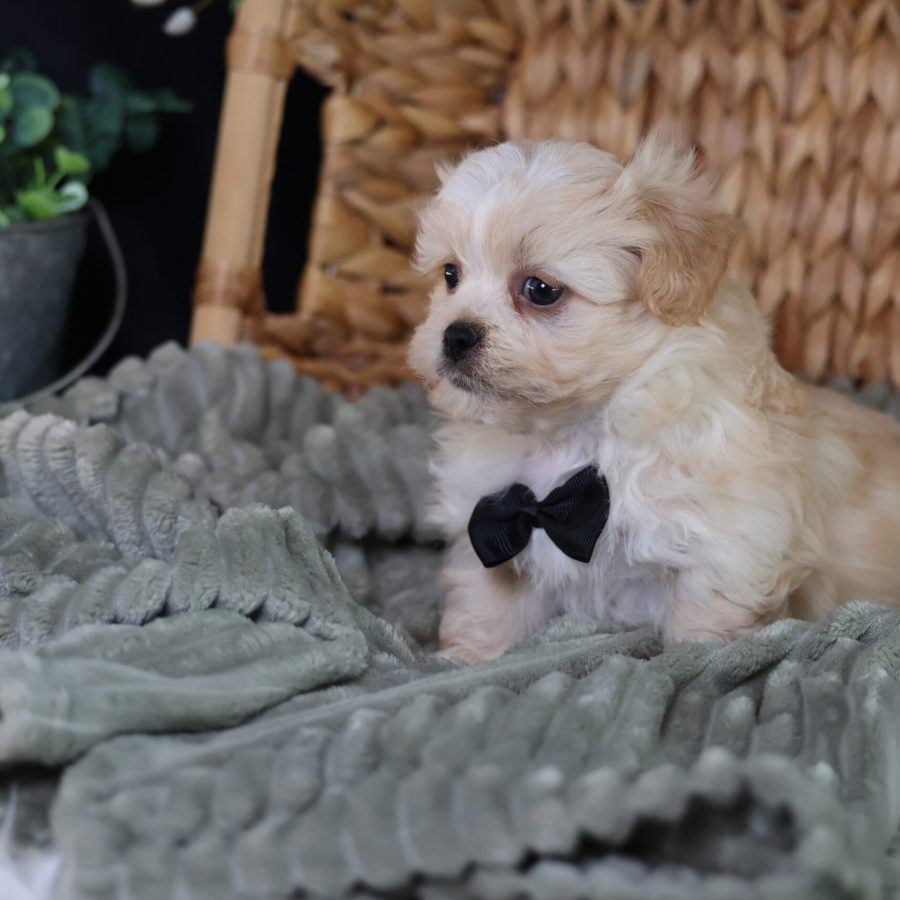 teddy bear puppy