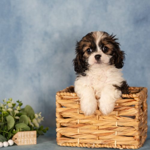 teddy bear puppy