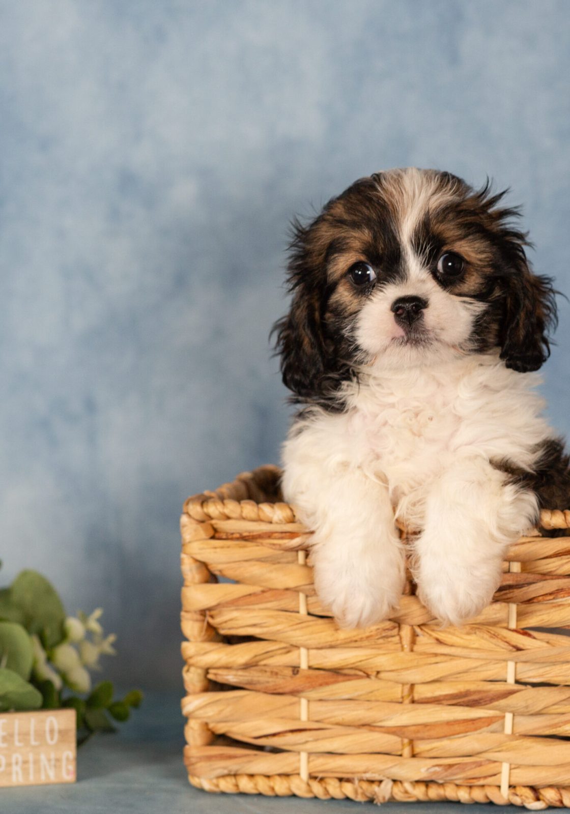 teddy bear puppy