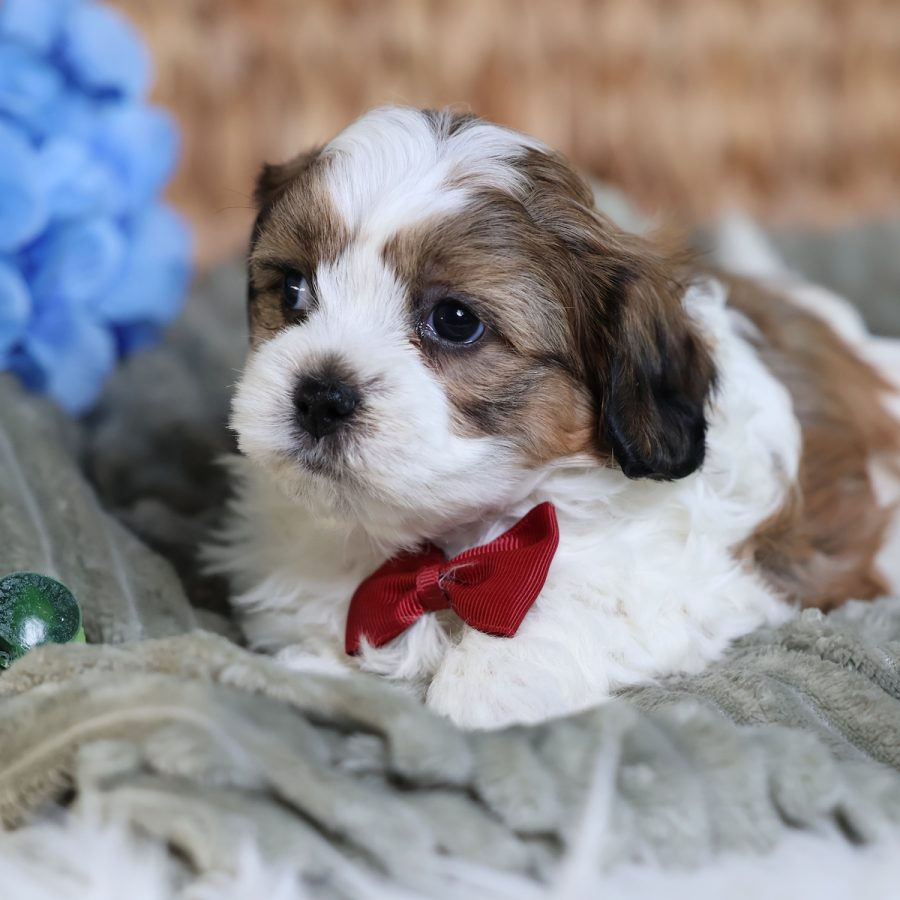 teddy bear schnoodle puppies