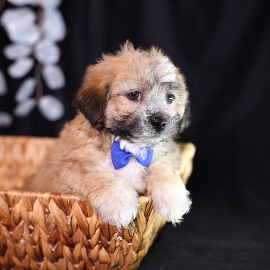 teddy bear shichon puppies adoption