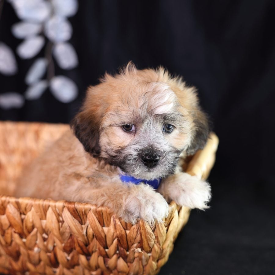 teddy bear shichon puppies breeder