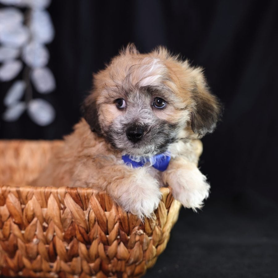teddy bear shichon puppies for sale