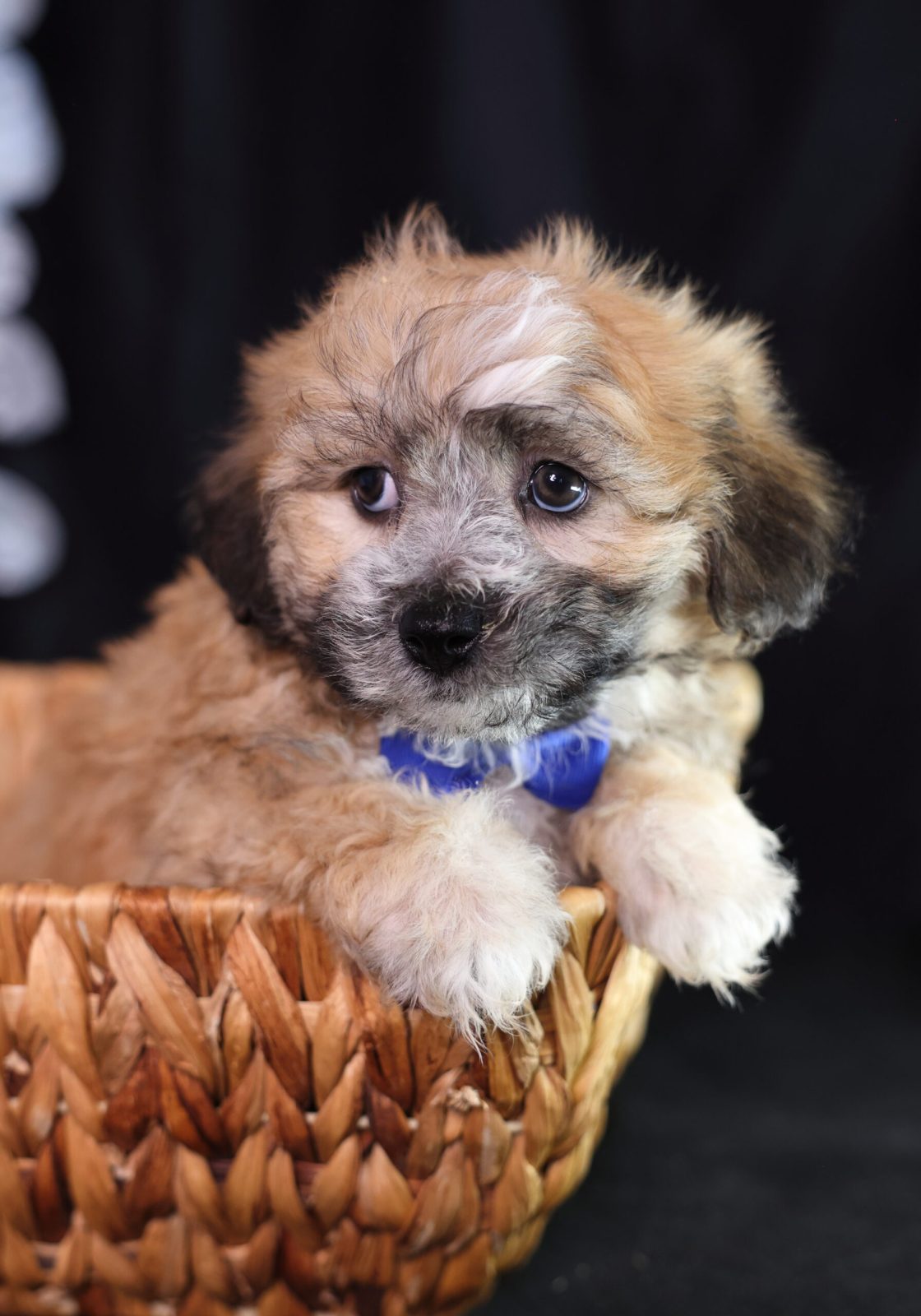 teddy bear shichon puppies for sale